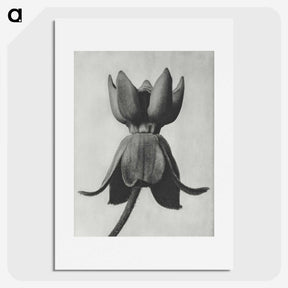 1-45_Karl-Blossfeldt_picture