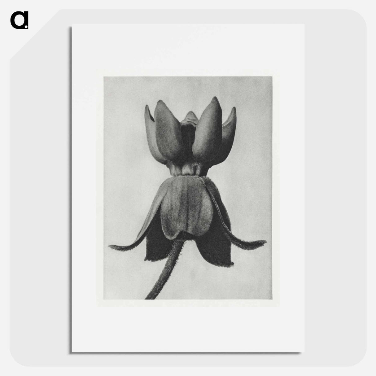 Asclepias syriaca - Karl Blossfeldt Poster.