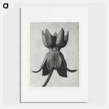 Asclepias syriaca - Karl Blossfeldt Poster.