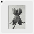 1-45_Karl-Blossfeldt_postcard