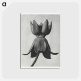 アートポストカード-Asclepias syriaca - カール ブロスフェルト Postcard.