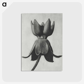 1-45_Karl-Blossfeldt_postcard
