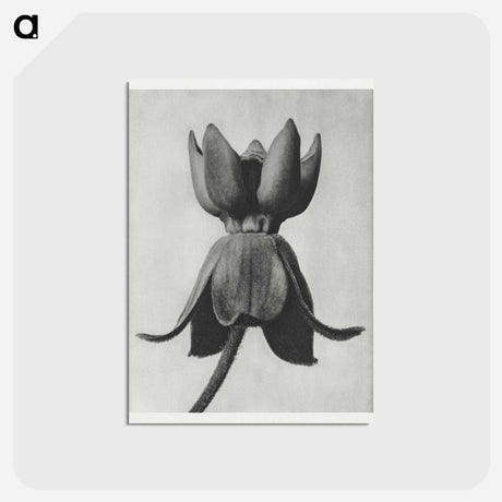 アートポストカード-Asclepias syriaca - カール ブロスフェルト Postcard.