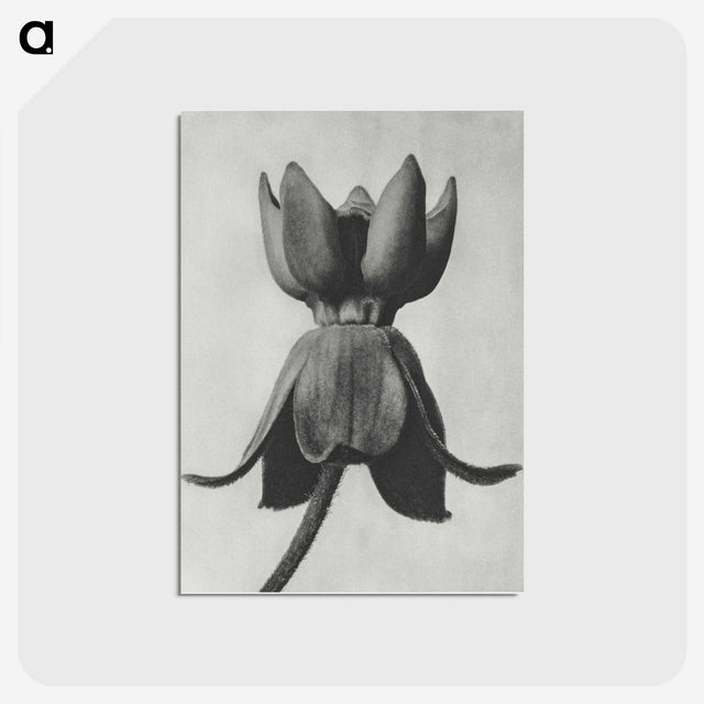1-45_Karl-Blossfeldt_postcard