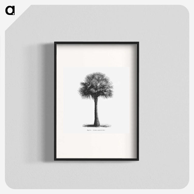 1-45_Les-Palmiers-Histoire-Iconographique_blk