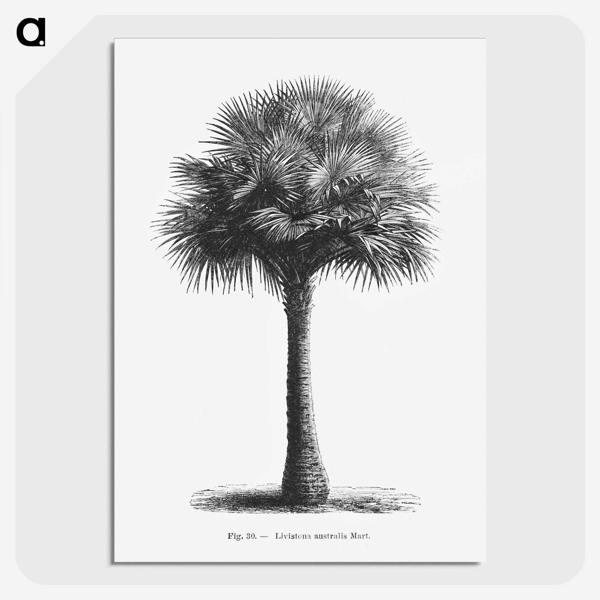 1-45_Les-Palmiers-Histoire-Iconographique_picture-crop