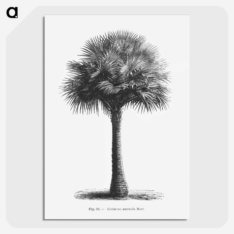 1-45_Les-Palmiers-Histoire-Iconographique_picture-crop