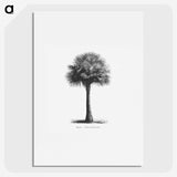 1-45_Les-Palmiers-Histoire-Iconographique_picture