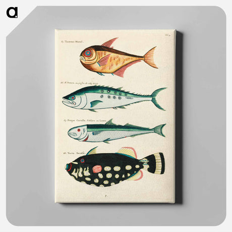 アートパネル-Moluccan Fishes
 - ルイ ルナール Canvas.