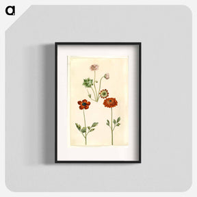アートポスター-Geranium and Buttercup
 - マリア ジビーラ メーリアン Poster.