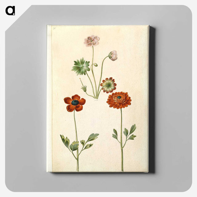 1-45_Maria-Sibylla-Merian_canvas