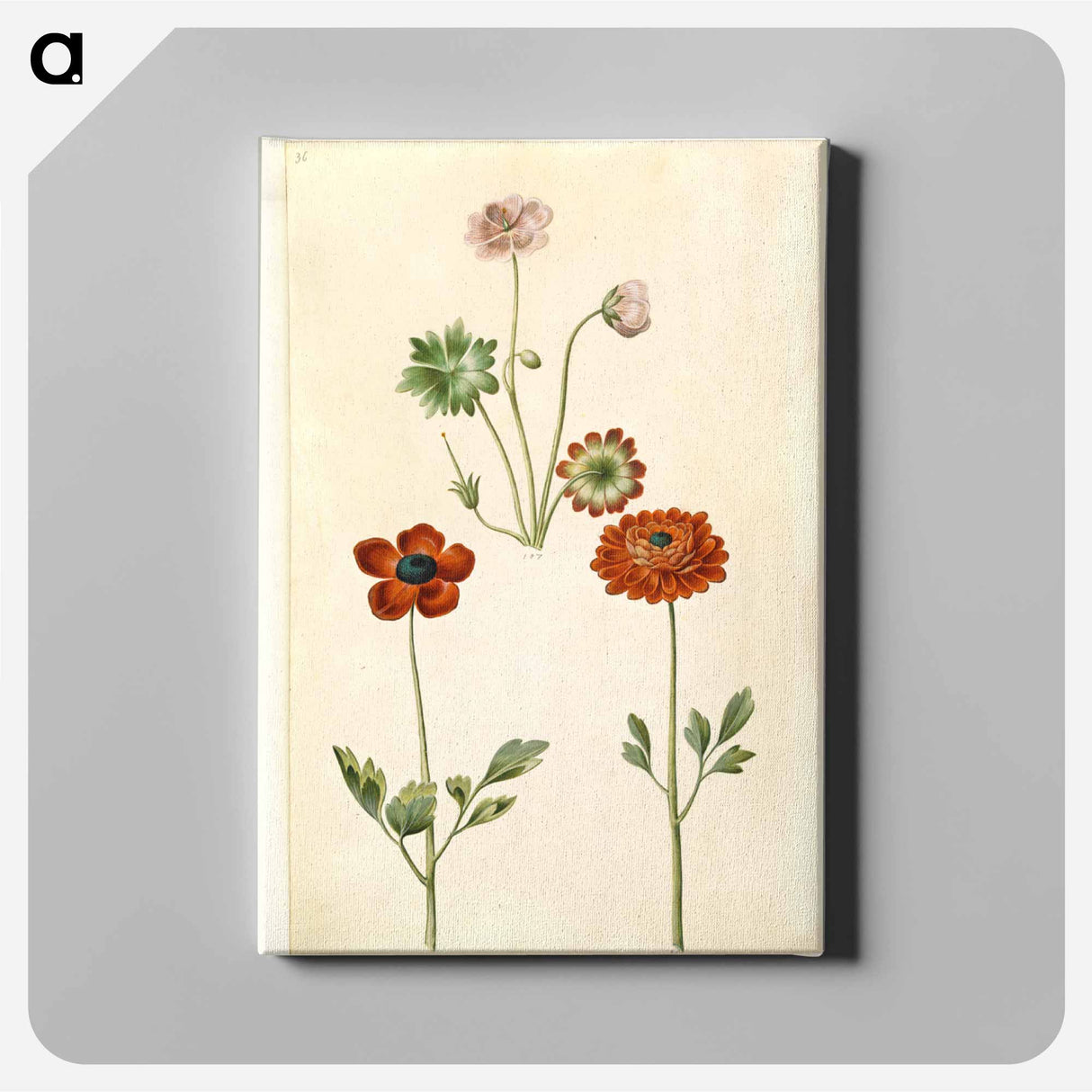 アートパネル-Geranium and Buttercup
 - マリア ジビーラ メーリアン Canvas.