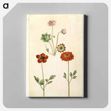 アートパネル-Geranium and Buttercup
 - マリア ジビーラ メーリアン Canvas.