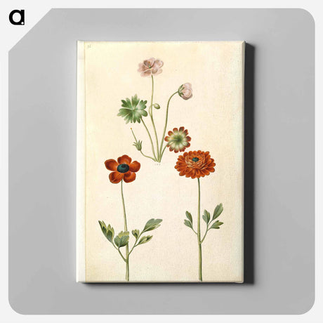 アートパネル-Geranium and Buttercup
 - マリア ジビーラ メーリアン Canvas.