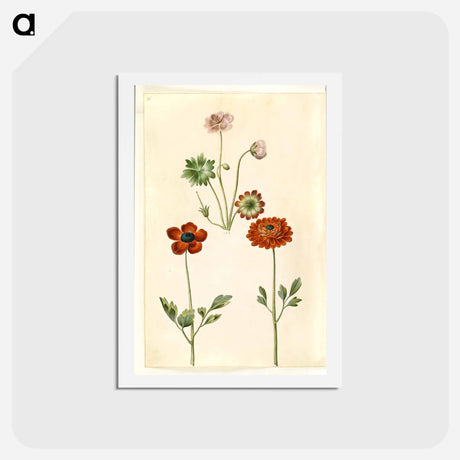 アートポストカード-Geranium and Buttercup
 - マリア ジビーラ メーリアン Postcard.