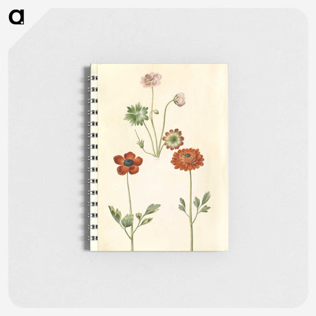 1-45_Maria-Sibylla-Merian_memo