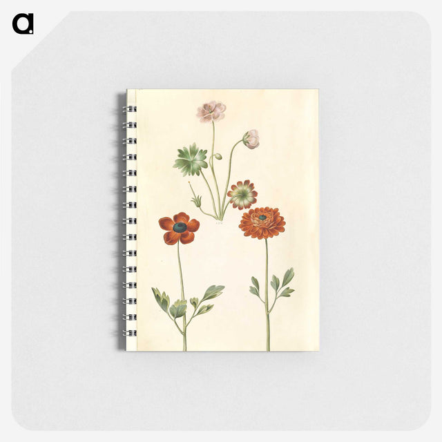 1-45_Maria-Sibylla-Merian_memo