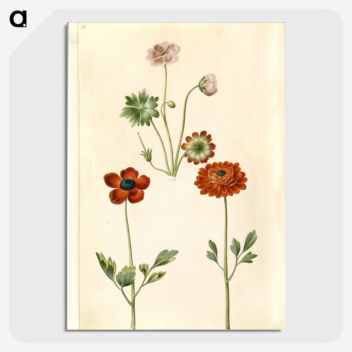 1-45_Maria-Sibylla-Merian_picture-crop