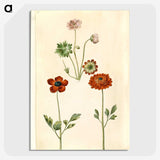 1-45_Maria-Sibylla-Merian_picture-crop