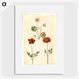 1-45_Maria-Sibylla-Merian_picture