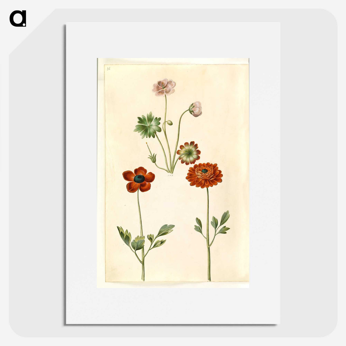 1-45_Maria-Sibylla-Merian_picture