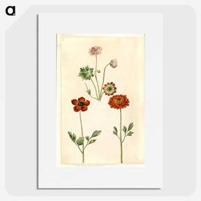 1-45_Maria-Sibylla-Merian_picture