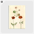 1-45_Maria-Sibylla-Merian_postcard