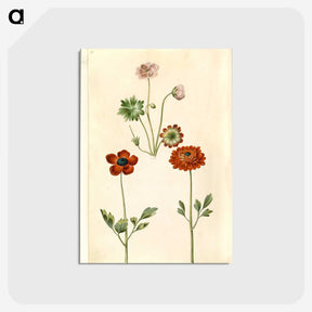 1-45_Maria-Sibylla-Merian_postcard