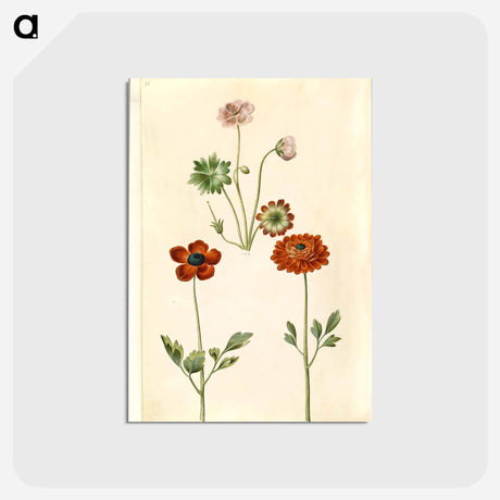 アートポストカード-Geranium and Buttercup
 - マリア ジビーラ メーリアン Postcard.