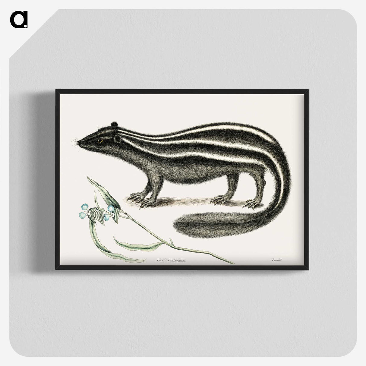 1-45_Mark-Catesby_blk-crop