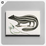 1-45_Mark-Catesby_canvas