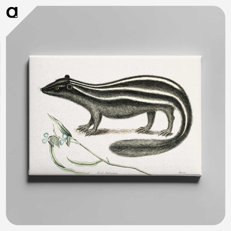 1-45_Mark-Catesby_canvas