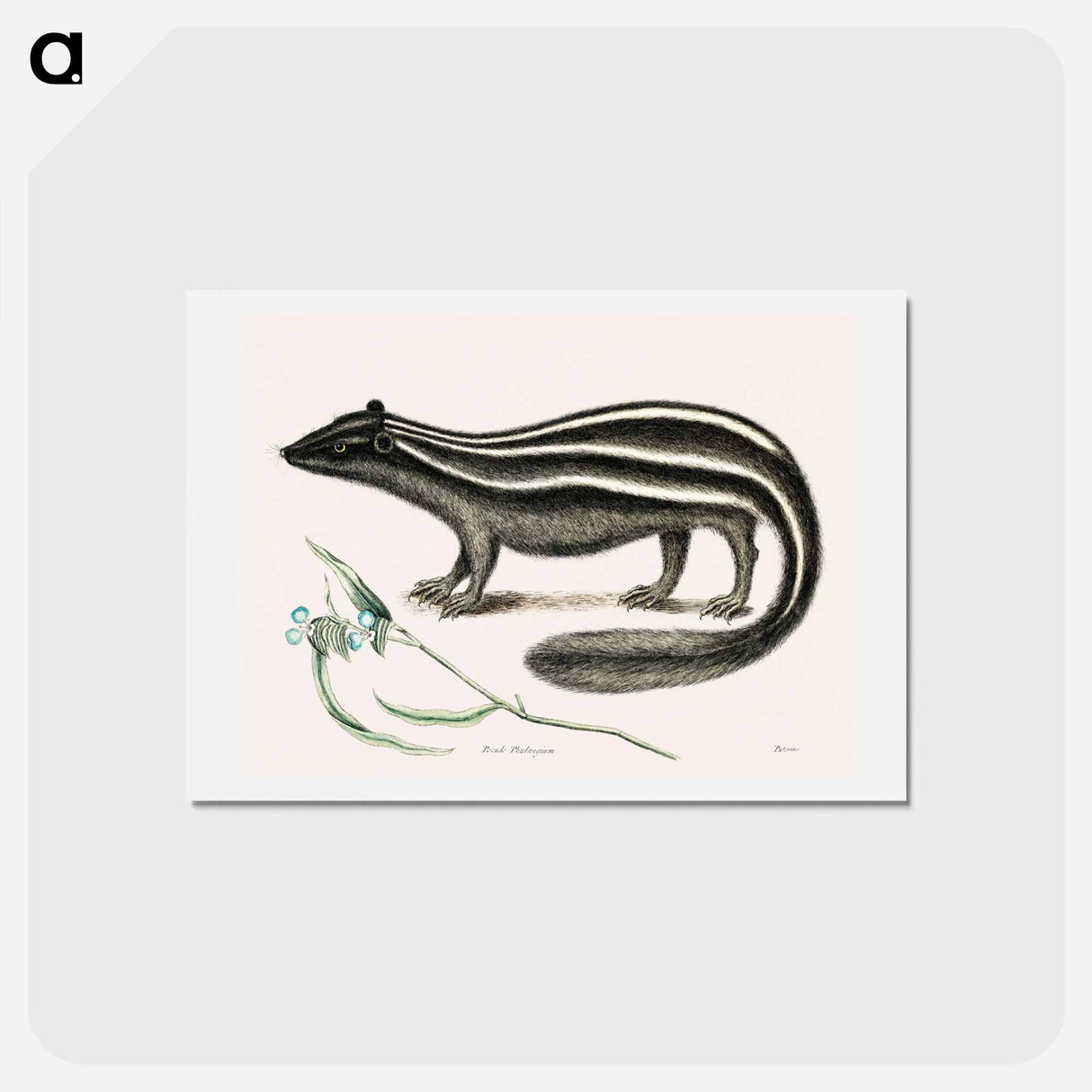 アートポストカード-Polecat
 - マーク ケイツビー Postcard.