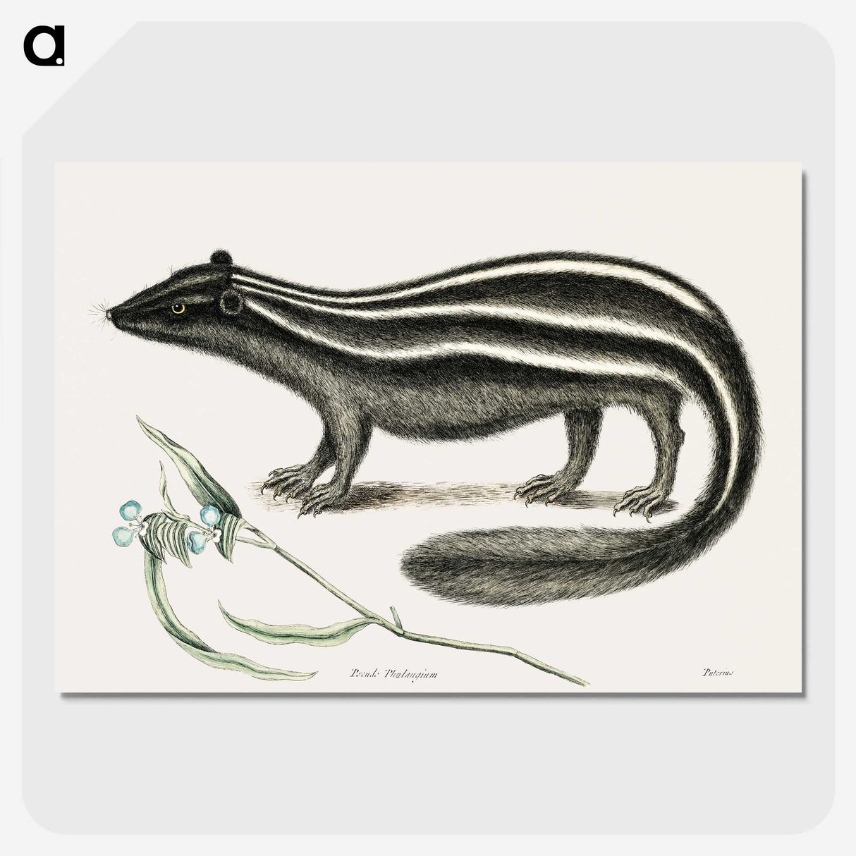 1-45_Mark-Catesby_picture-crop