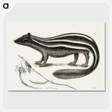 1-45_Mark-Catesby_picture-crop