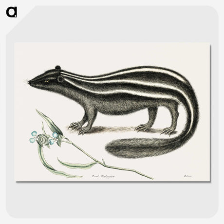 1-45_Mark-Catesby_picture-crop