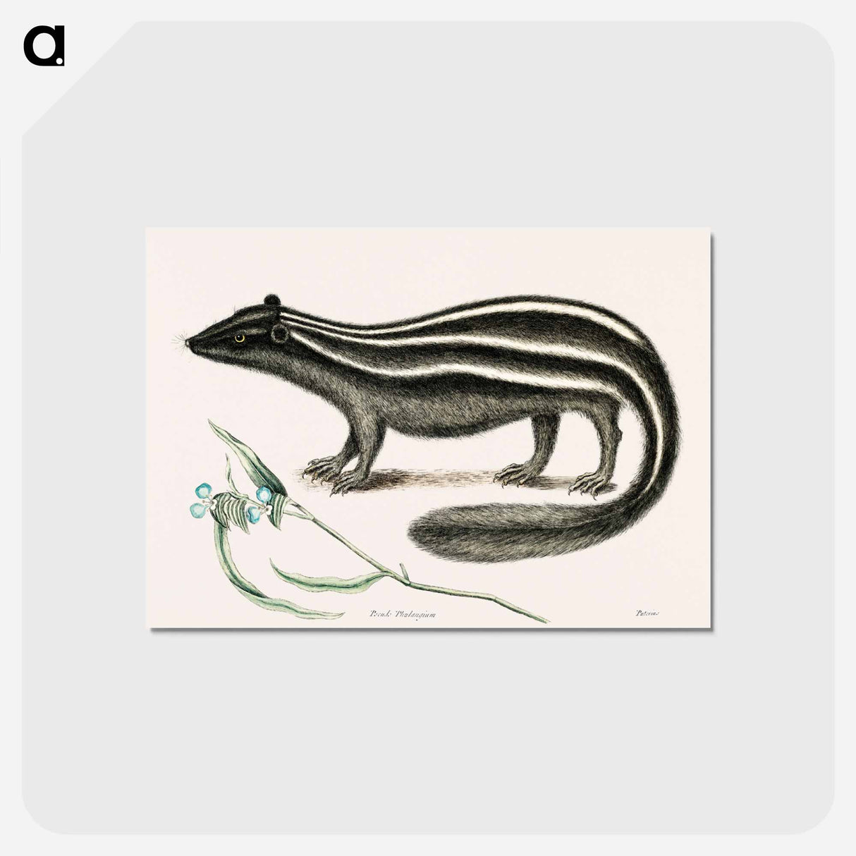 アートポストカード-Polecat
 - マーク ケイツビー Postcard.