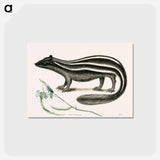アートポストカード-Polecat
 - マーク ケイツビー Postcard.