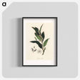アートポスター-Bay Laurel Illustration
 - 薬用植物学 Poster.