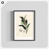 アートポスター-Bay Laurel Illustration
 - 薬用植物学 Poster.