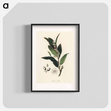 アートポスター-Bay Laurel Illustration
 - 薬用植物学 Poster.