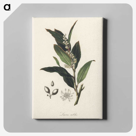 1-45_Medical-Botany_canvas