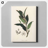 アートパネル-Bay Laurel Illustration
 - 薬用植物学 Canvas.