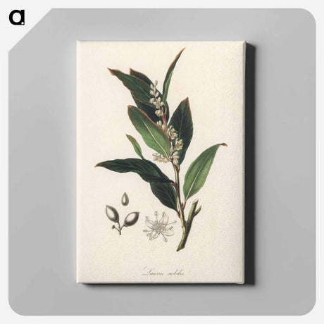 アートパネル-Bay Laurel Illustration
 - 薬用植物学 Canvas.