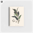 アートメモ帳-Bay Laurel Illustration
 - 薬用植物学 Memo.