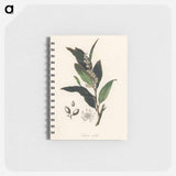 アートメモ帳-Bay Laurel Illustration
 - 薬用植物学 Memo.