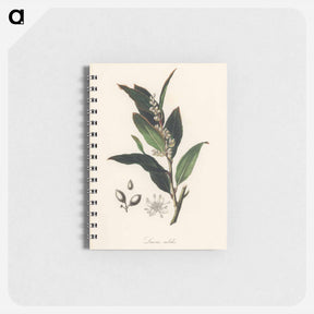 アートメモ帳-Bay Laurel Illustration
 - 薬用植物学 Memo.