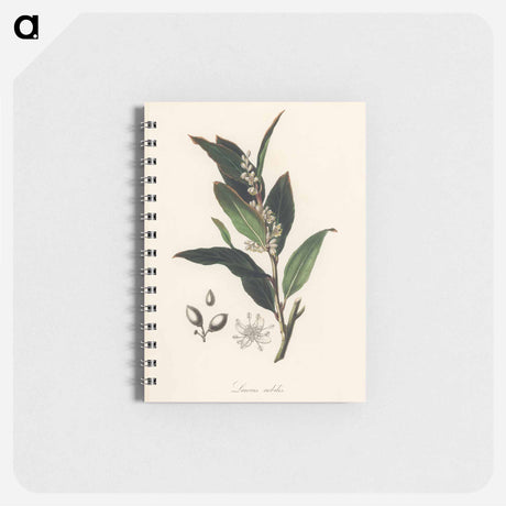 アートメモ帳-Bay Laurel Illustration
 - 薬用植物学 Memo.
