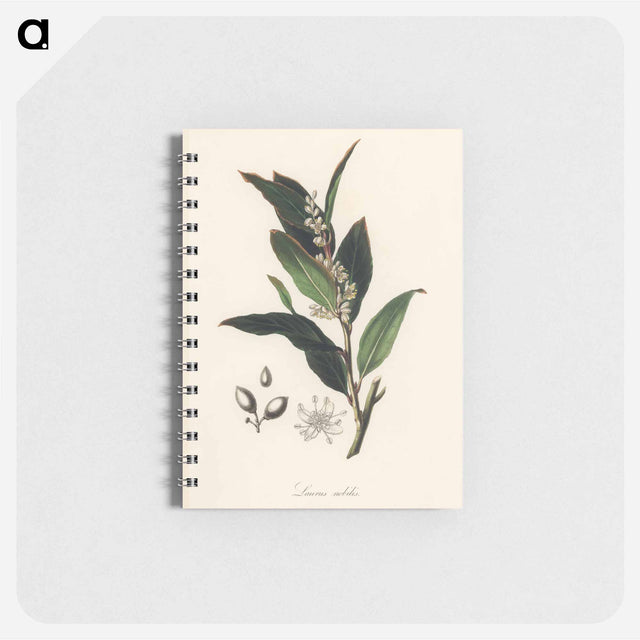アートメモ帳-Bay Laurel Illustration
 - 薬用植物学 Memo.