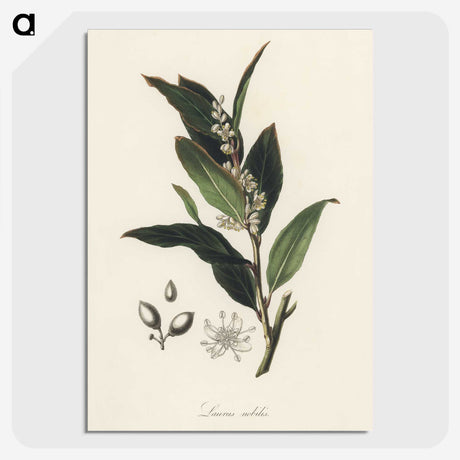 1-45_Medical-Botany_picture-crop